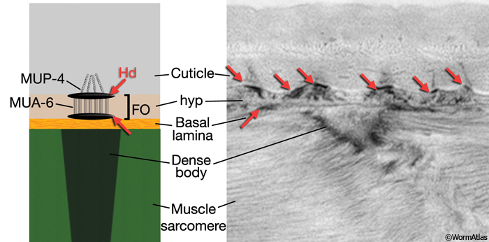 CutFIG 10 Ultrastructure of cuticle attachment complexes