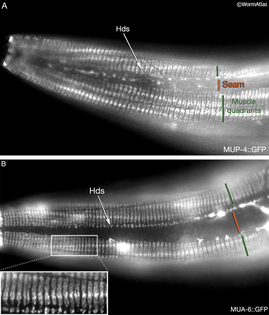 CutFIG 11 Proteins associated with cuticle attachment complexes