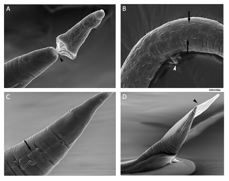 CutFIG 13 Cuticle defects in an eff-1 mutant