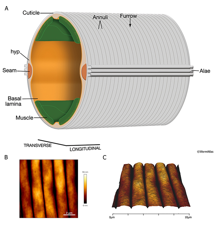 CutFIG 1 Schematic of the adult cuticle