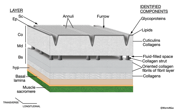 CutFIG 3 Schematic showing layers of adult cuticle