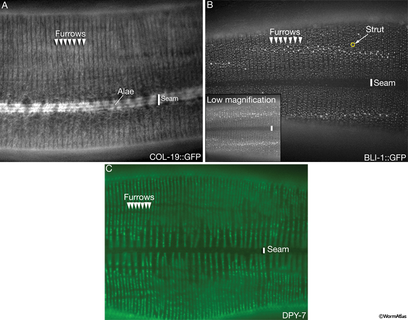 CutFIG 5 Localization of proteins in adult cuticle