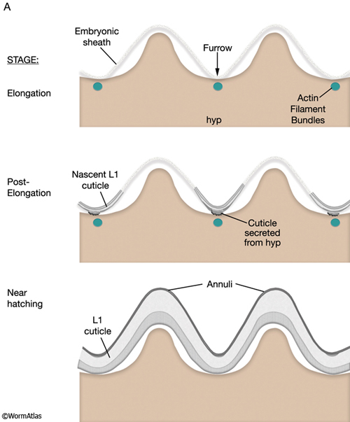 CutFIG 9A Cuticle formation and molting