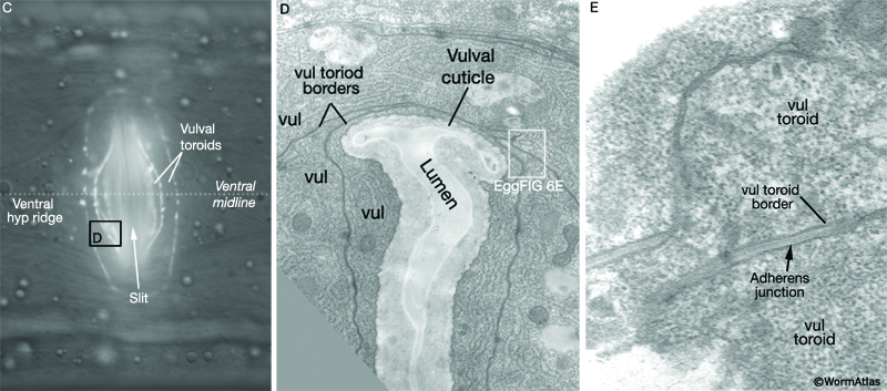 EggFIG 6C The adult vulva