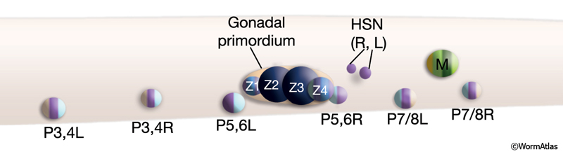 ReproFIG 2 Precursor cells that give rise to the reproductive system